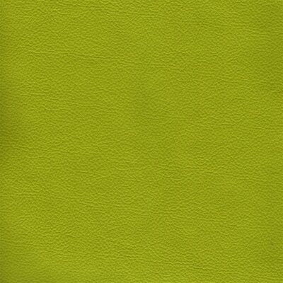 2050 - kiwi